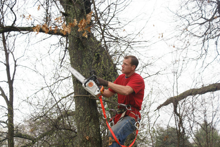 Arelica Tree Service Waterford