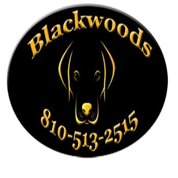 Blackwoods Labradors