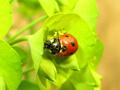 ladybug_for_web.png
