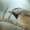 Up close and personal with a Mountain Chickadee