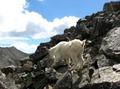 Mountain Goat on Pacific Peak 3, near Breckinridge, CO