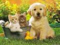 Puppy and Kittens