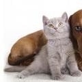 Your pets count on you to be proactive in their care.