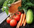 Plan Your Spring/Summer Vegetable Garden