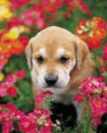 Pup among the flowers - do you know which are garden hazards?