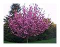 Kwanzan Cherry Tree Photo