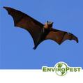 bat seen flying in the loveland sky
