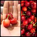 Cherries - Cali
