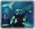 Diving with sharks and shooting underwater video