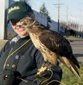 Falconer with red-tailed hawk