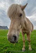 Icelandic horse at Lystidalur Farm