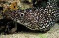 Spotted moray eel in Bahamas.