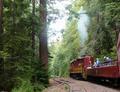 Diesel Engine Pulling Cars through the Redwoods