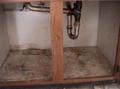 Mold Under A Cabinett  in New Jersey