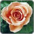 Coral Rose