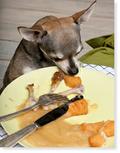 Chihuahua eating from a dinner plate