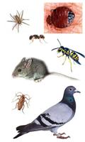 Identify Your Pest
