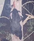 Black bear with 6380/6350 ear tags equipped with plastic streamers for high visibility (Compliments of VA Dept Fish and Game)