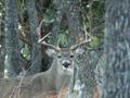Tips for still hunting deer in wisconsin