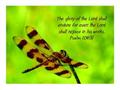 Amber Dragonfly w/Psalm 104:31