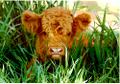 picture of Highland calf - Becky