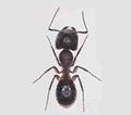 Carpenter Ant, Pest Control Company in Hingham, MA 
