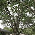 Dallas tree pruning services