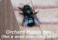Orchard Mason Bee