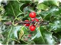 Photo of Holly with berries