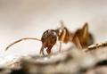 Ants lay a scent trail to food in your kitchen that the rest of the colony will follow. We will remove the trail and force ants out of your home. Give us a call today - 916-385-0270  