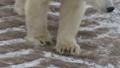 polar-bear-claws-churchill-manitoba-canada-cartan-tours.jpg