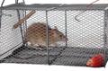 a rat in a metal trap
