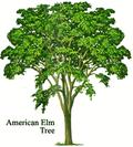 American Elm Tree