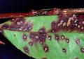 Photinia Leaf Spot