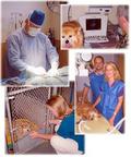 Services - Pet Hospital Kenmore - Vet Services in Kenmore, WA