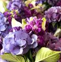 Purple hydrangea, purple stock with white mini-Calla Lilies
