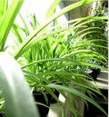 Plants Create A Healthy Indoor Environment