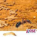 Wood Destroying Pests In Ohio