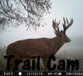 Trail Cam
