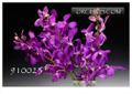 Purple Mokara Orchids: 5 cut Flower Spikes 