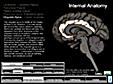 Brain Internal Anatomy
