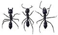 Ants, Pest Management in Portland, OR