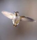 Anna's hummingbird - photography by Steward Grinton