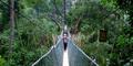 Jungle Canopy Walkway