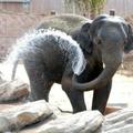 zoo-elephant-pic