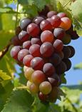 grapes 003