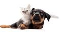 Rottweiler puppy & pure breed kitten