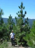 Eight year old Beaty managed plantation in North Eastern Plumas County planted after a castastrophic wildfire