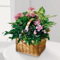 <BR><BR>

An assortment of blooming pink plants in a basket will perk up their day.
<br><br>Arrangements may vary depending upon availability in some regions.
