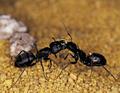Ants, Pest Control Services in East Weymouth, MA
